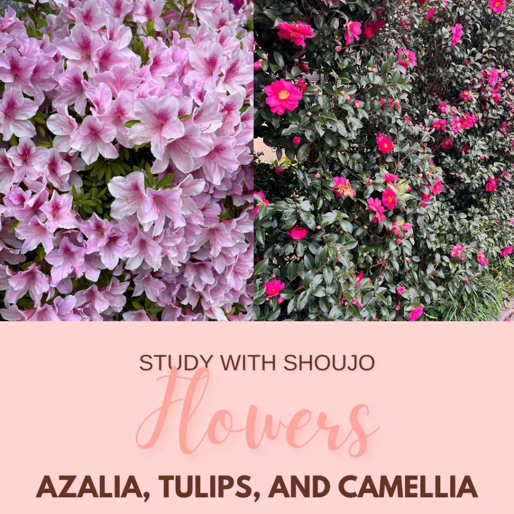 How do I say… in Japanese? Let’s Talk Flowers Part&nbsp;2!